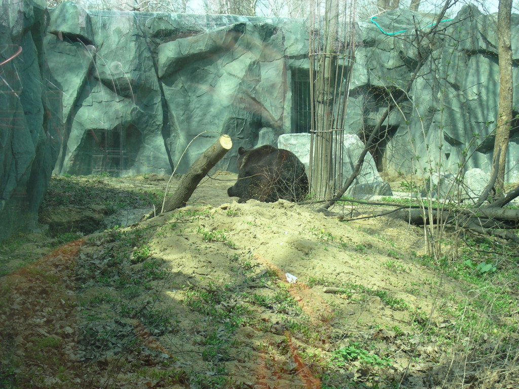 Киевский зоопарк. Медвежий континент - фото 15